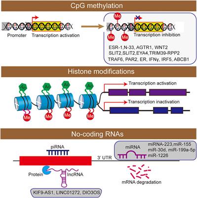 New Insights Into the Epigenetic Regulation of Inflammatory Bowel Disease